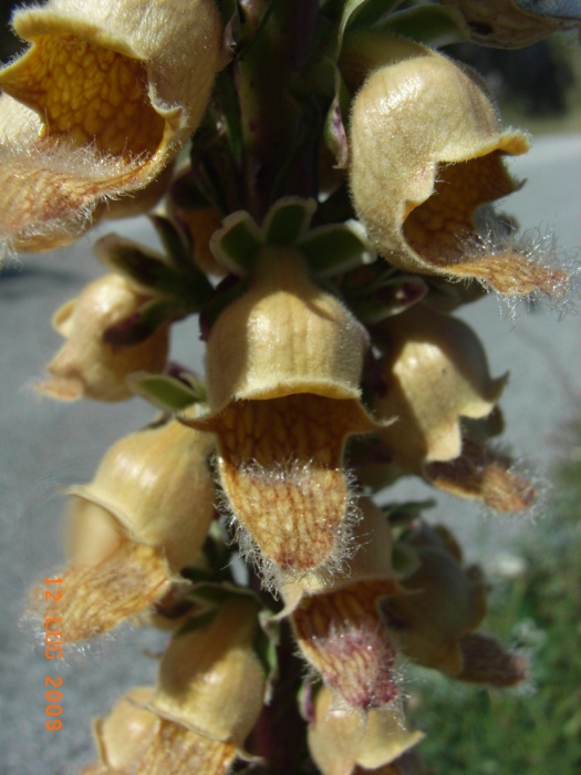 Digitalis micrantha  e D. ferruginea